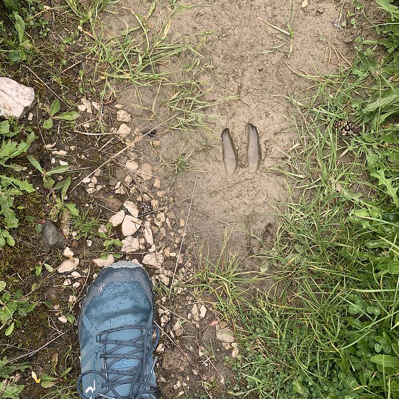 Wandern auf der Petzen