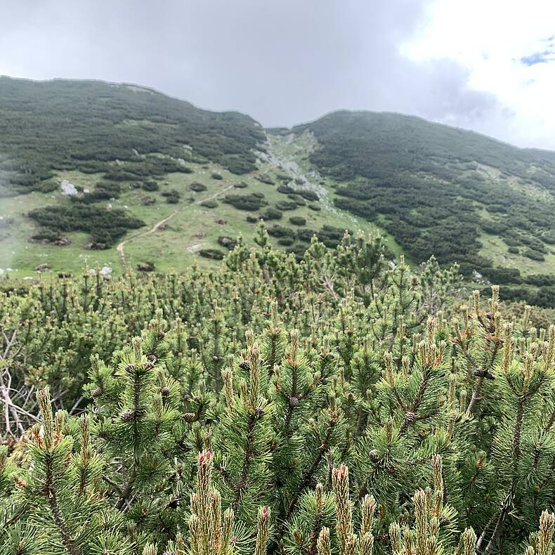 Wandern auf der Petzen