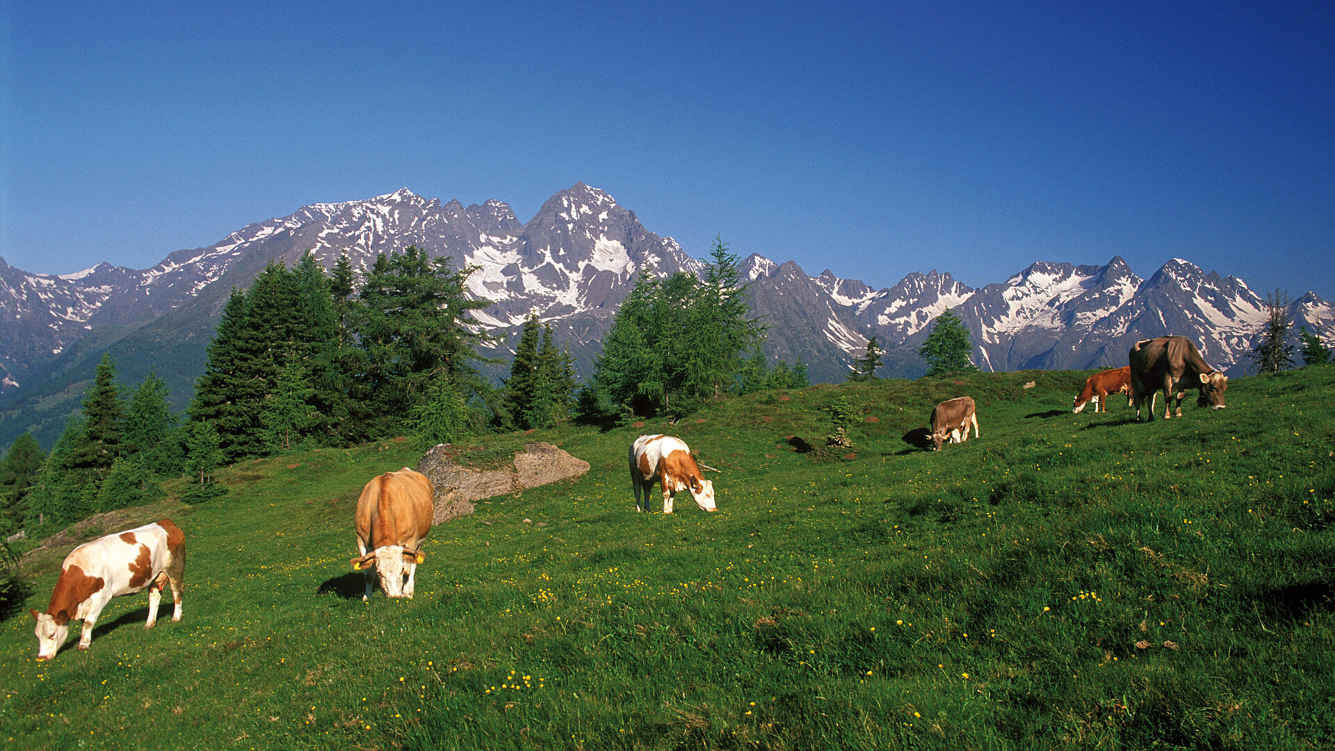 Kuehe auf der Moaralm im Nationalpark Hohe Tauern