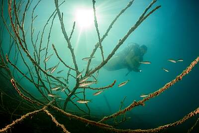 Zahlreiche Fische beim Tauchen im Klopeiner See