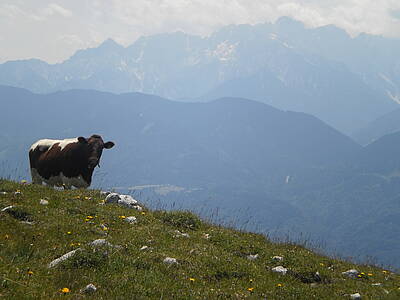 Wandererlebnis im Gitschtal – zwei Nächte, zwei Almen