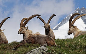 Steinböcke im Nationalpark Hohe Tauern