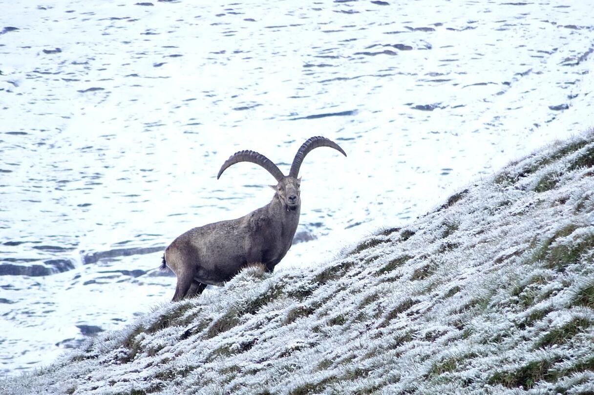 Steinbock auf steiler Wiese mit Schnee im Nationalpark Hohe Tauern